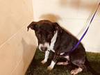Adopt BLOSSOM a Catahoula Leopard Dog, Mixed Breed