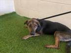 Adopt FRAN a German Shepherd Dog, Mixed Breed