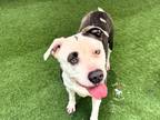 Adopt SHUGGIE a Pit Bull Terrier, Mixed Breed