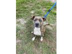 Adopt IVY a Pit Bull Terrier