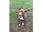 Adopt HONEY BEAR a Pit Bull Terrier