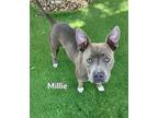 Adopt MILLIE a Pit Bull Terrier