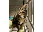 Adopt Runa a Domestic Short Hair
