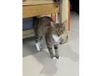 Adopt Miso a Domestic Short Hair