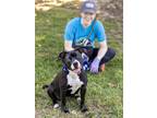 Adopt Baby Gurl a Mixed Breed