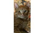 Adopt PEACHES (Adorable) - RARE YELLOW TABBY GIRL a American Shorthair, Tabby