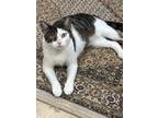 Adopt Olive - Lovely Lap Sitter! Needs a Home ASAP! a Tabby, American Shorthair