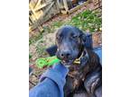 Adopt BROOKLYN - YOUNG LAB MIX a Labrador Retriever, German Shepherd Dog
