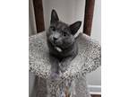 Adopt Sofia a Domestic Short Hair, Russian Blue