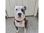 Adopt Kiki a Pit Bull Terrier