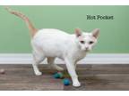 Adopt Hot Pocket a Domestic Short Hair