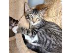 Adopt Polly Pocket a Domestic Short Hair