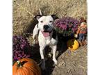 Adopt Rory a Pit Bull Terrier, Mixed Breed