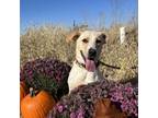 Adopt Caramel a Australian Shepherd, Labrador Retriever