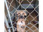 Adopt Ms Piggy a Black Mouth Cur