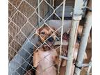 Adopt CeeMe a Black Mouth Cur