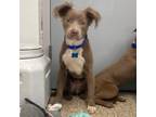 Adopt ARI a Pit Bull Terrier