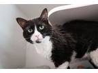 Adopt Diamond a Domestic Short Hair