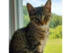 Adopt 24-13187_2/ Donna a Domestic Short Hair