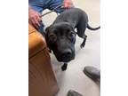 Adopt Lady 30627 a Labrador Retriever, Mixed Breed
