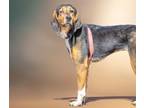 Adopt GIANNA a Black and Tan Coonhound