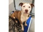 Adopt JANESSA a Pit Bull Terrier