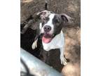 Adopt PRINCESS a Labrador Retriever, Mixed Breed