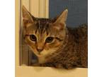 Adopt Jojo a Domestic Short Hair, Tabby