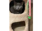 Adopt Charlotte a Chartreux, Domestic Short Hair