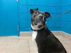 Adopt PARKER a Border Collie, Staffordshire Bull Terrier