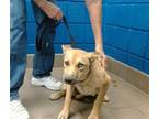 Adopt TAM a German Shepherd Dog, Mixed Breed