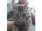 Adopt CRABTREE a Domestic Short Hair