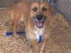 Adopt ALANA a Fox Terrier, Mixed Breed