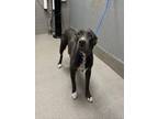 Adopt PERIWINKLE a Staffordshire Bull Terrier
