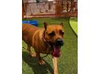 Adopt POPPY a Cane Corso