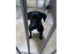 Adopt Luna Lou a Black Labrador Retriever, Mixed Breed