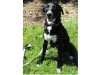 Adopt Daisy Lou a Border Collie, Mixed Breed
