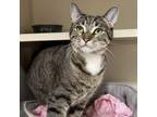 Adopt Megumi(Fiera) a Domestic Short Hair