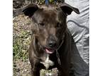Adopt Sundance a Labrador Retriever, Pit Bull Terrier
