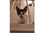 Adopt Irma a American Shorthair