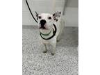 Adopt HARLOW a Pit Bull Terrier
