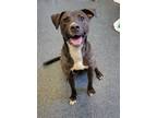 Adopt CHEL a Pit Bull Terrier
