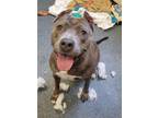 Adopt BARRACUDA a Pit Bull Terrier