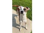 Adopt Kay a Mountain Cur