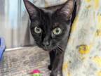 Adopt SAILOR LUNA a Domestic Short Hair