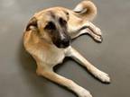 Adopt NOVA a Carolina Dog, Mixed Breed