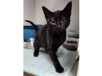 Adopt Mystic a Exotic Shorthair