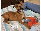Adopt Ariyah a Australian Cattle Dog / Blue Heeler, Corgi