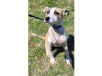 Adopt Birdie a Black Mouth Cur, Carolina Dog