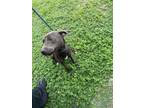 Adopt CANA a Staffordshire Bull Terrier, Mixed Breed